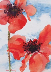 Poppies